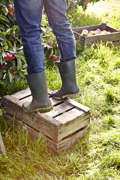 Apples mg 4366 Jonathan Andrew