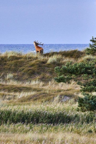 Edelherten in darser ort, prerow  2m0a1250 Jonathan Andrew