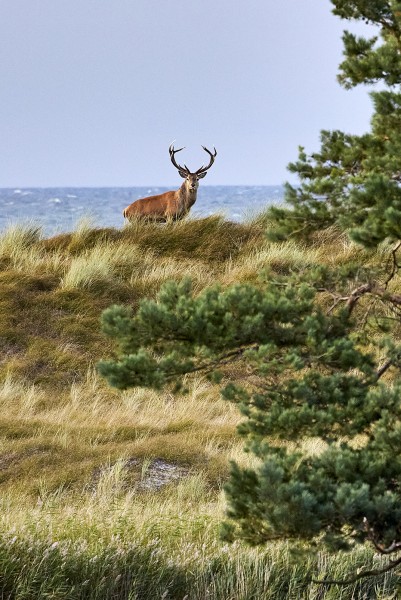 Edelherten in darser ort, prerow  2m0a1260 Jonathan Andrew