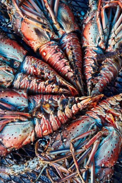 Grilled lobster on booby cay island Jonathan Andrew