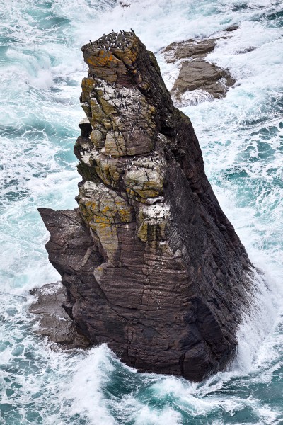 Guillemots on sea stack, kearvaig bay810a0517 Jonathan Andrew