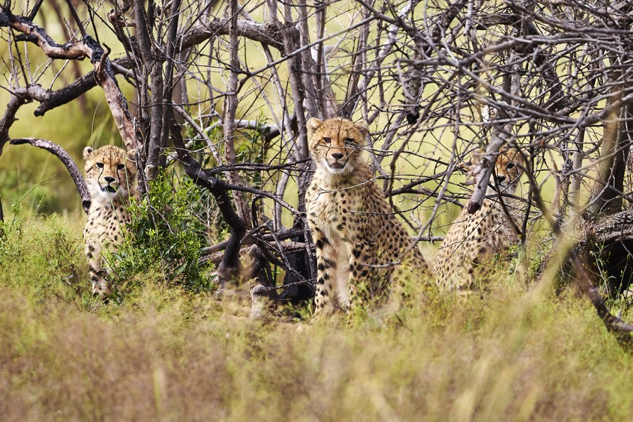 Lr zuid afrika-babanango-ja-2moa1468 Jonathan Andrew