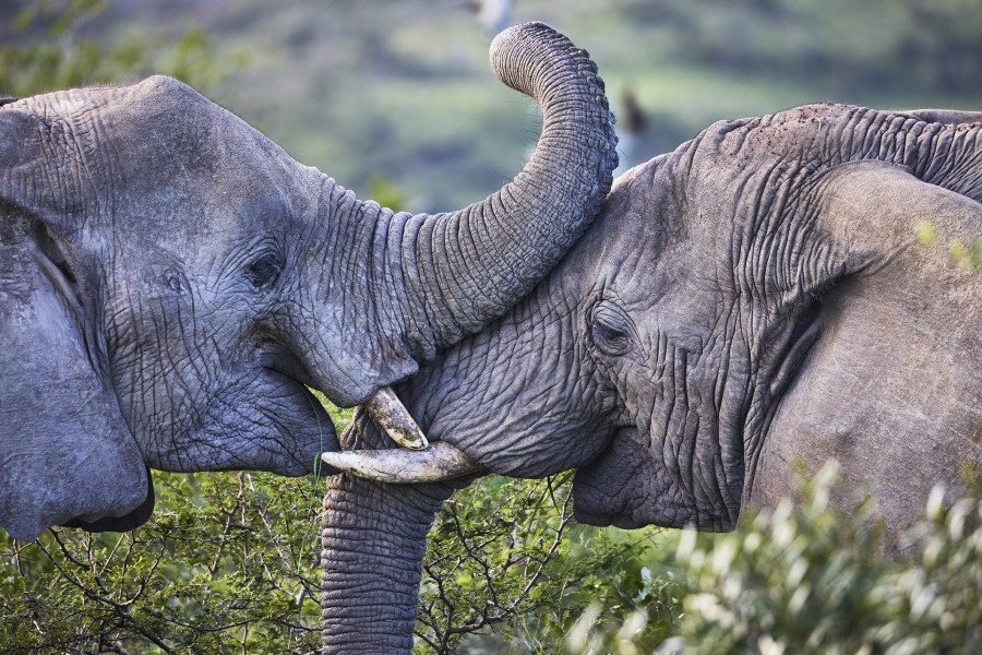 Lr zuid afrika-hluhluwe imfolozi-ja-2moa4266 Jonathan Andrew