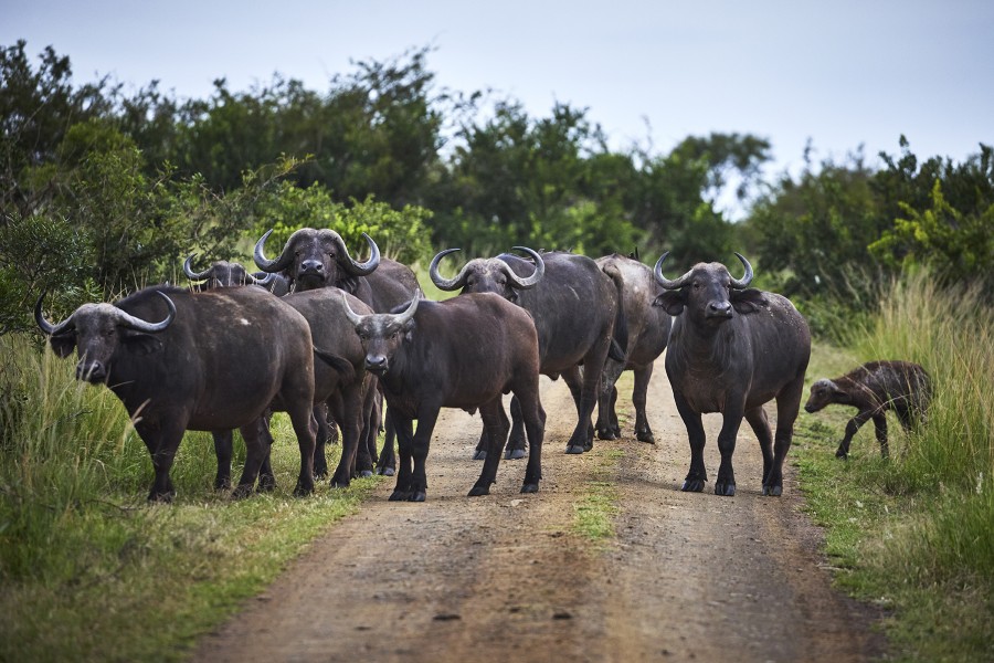 Lr zuid afrika-hluhluwe imfolozi-ja-2moa5351 Jonathan Andrew
