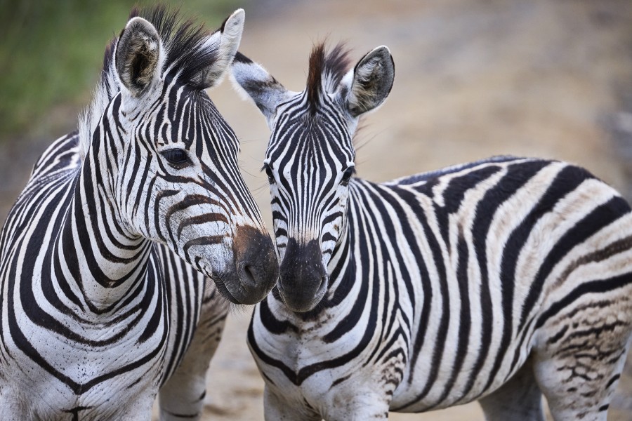 Lr zuid afrika-hluhluwe imfolozi-ja-2moa7717 Jonathan Andrew