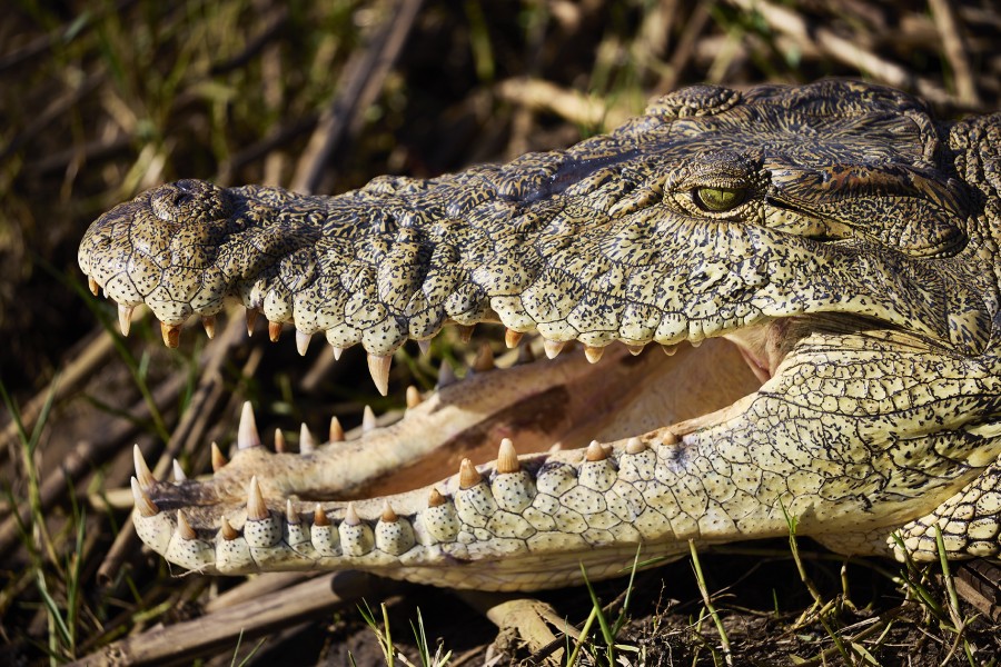 Lr zuid afrika-isimangaliso wetland park 2moa0646 Jonathan Andrew