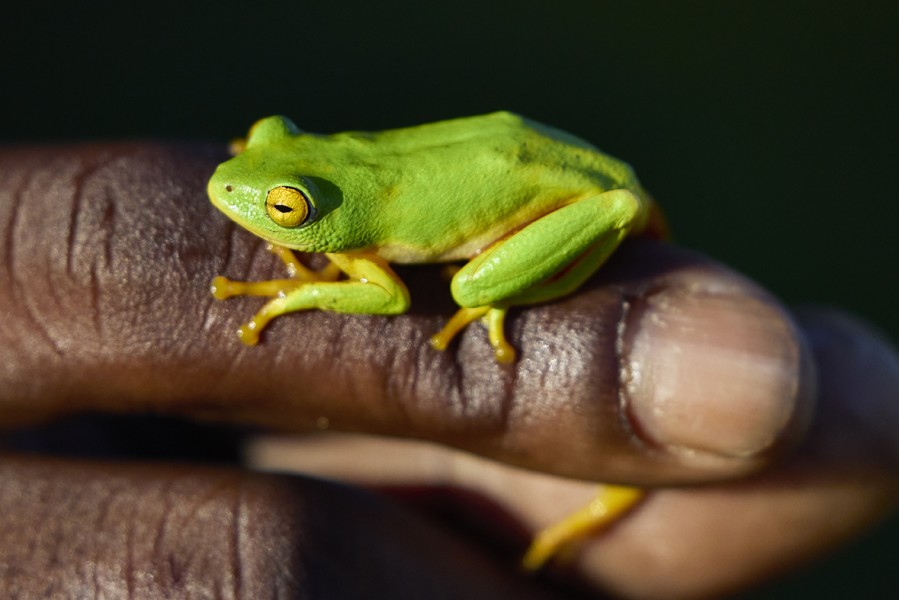 Lr zuid afrika-isimangaliso wetland park 2moa1999 Jonathan Andrew