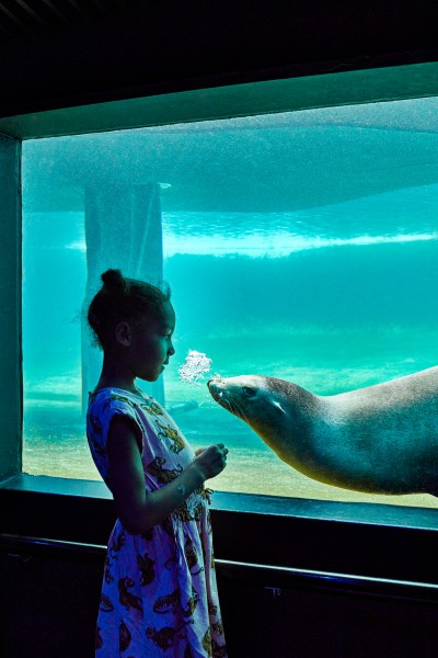 Meisje kijkt naar zeeleeuw bi artis copy Jonathan Andrew