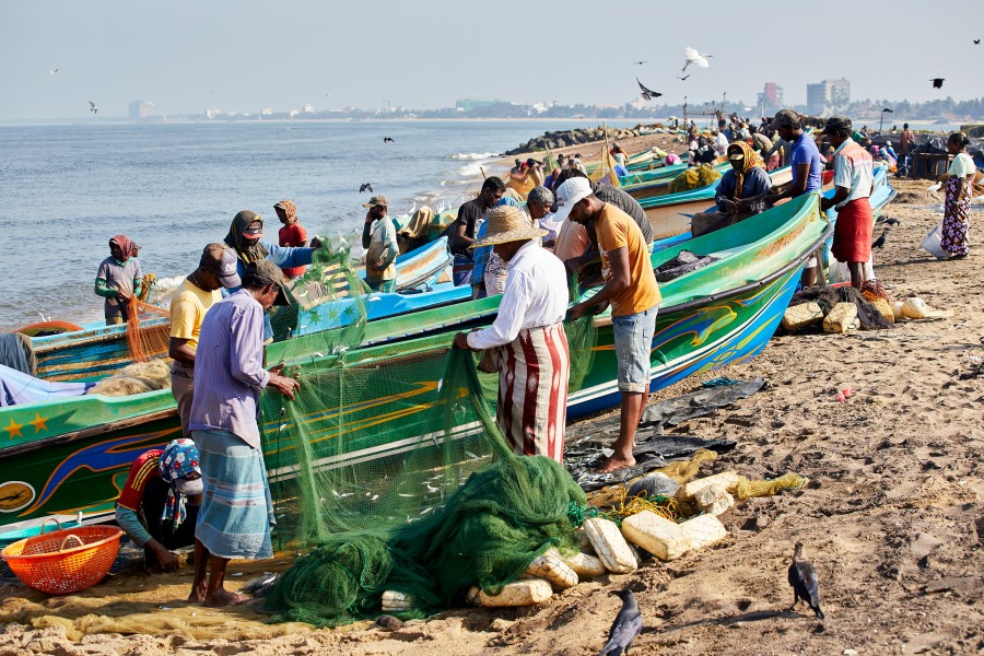 Negombo fish market, sri lanka810a8795 Jonathan Andrew