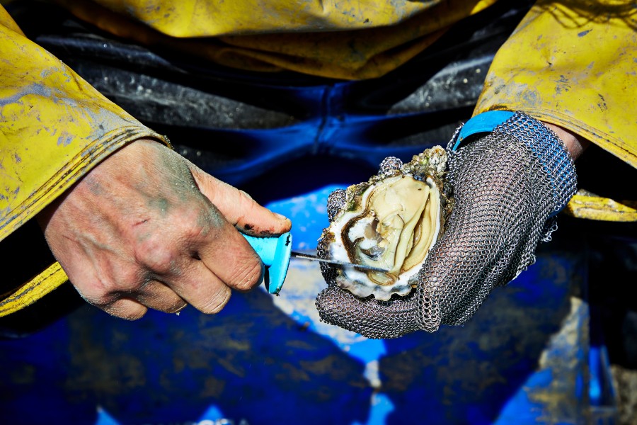 Oester openmaken, engelsmanplaat v3 Jonathan Andrew