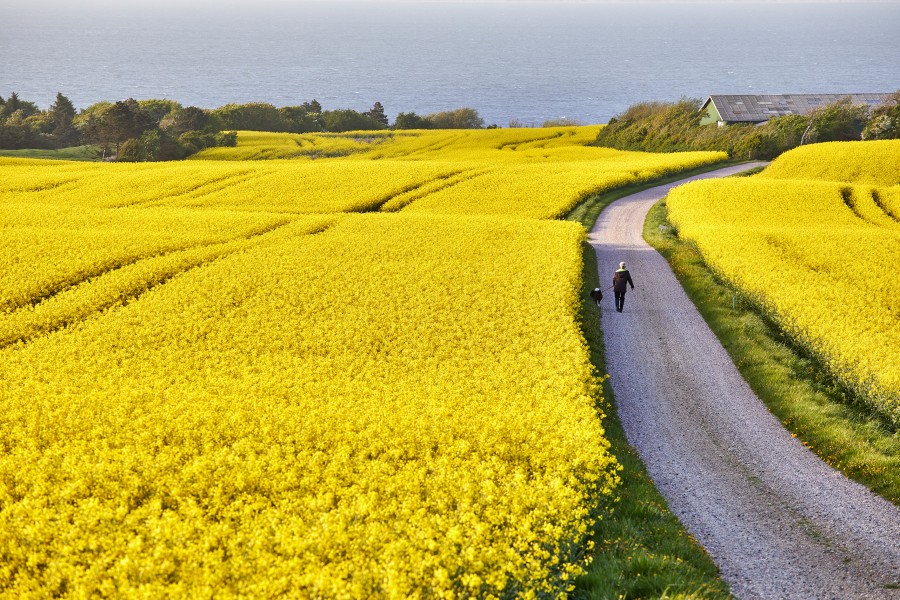 Rape seed field, hogsgardvej, nissumby810a4071 Jonathan Andrew
