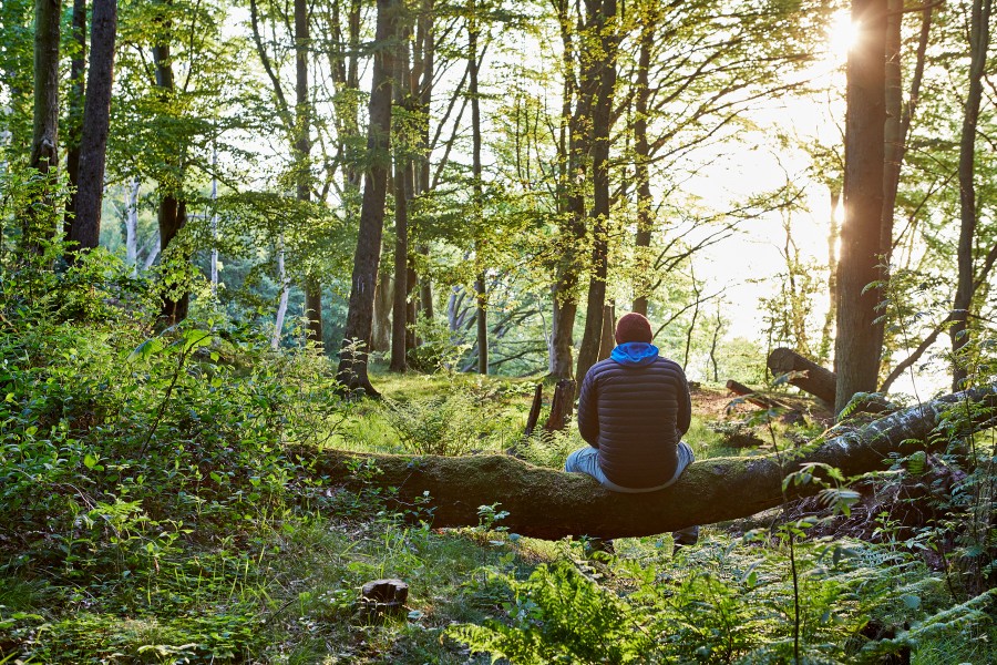 Resenborg plantage  810a4464 Jonathan Andrew