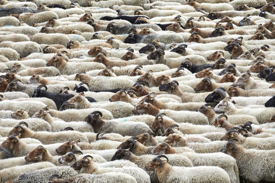 S drents heideschaap 810a0622 Jonathan Andrew