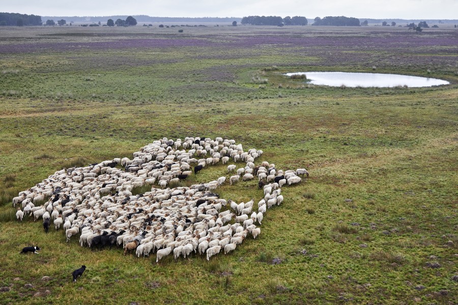 S drents heideschaap 810a0652 Jonathan Andrew