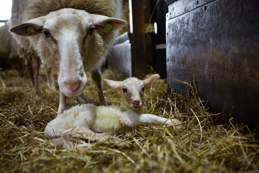 S mg 0012new born Jonathan Andrew