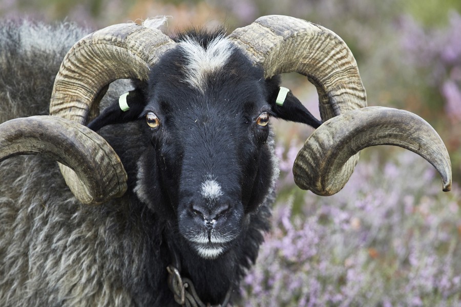 S ram, drentse heideschaap 810a0861 Jonathan Andrew