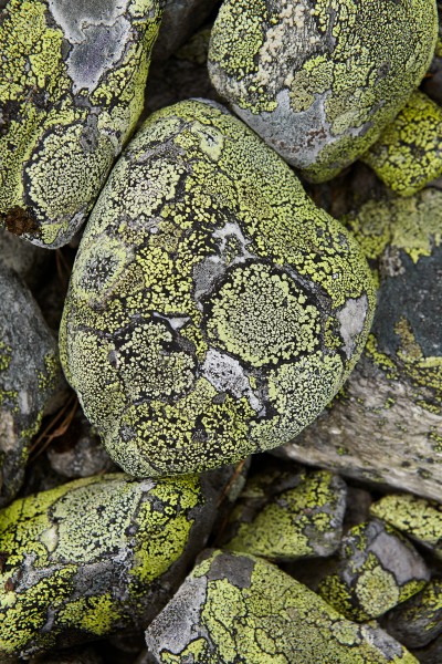 Stones with lichen, rondane Jonathan Andrew