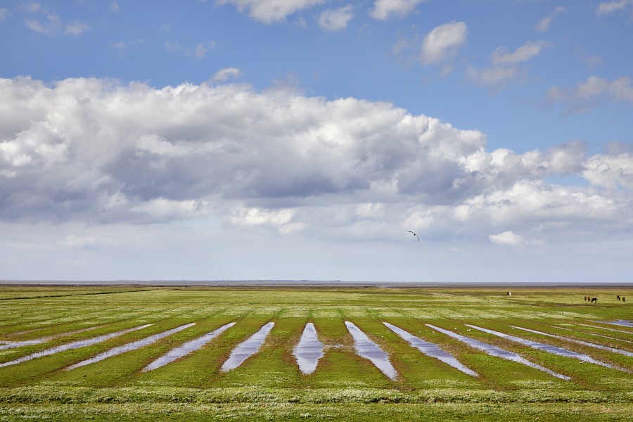 T kwelder landschap bij pieterburen v9 Jonathan Andrew