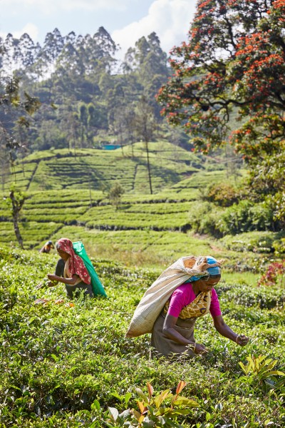 Tea pickers, nuwara eliya, sri lanka810a7849 Jonathan Andrew
