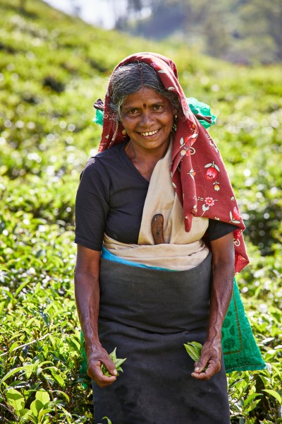 Tea pickers, nuwara eliya, sri lanka 810a7871 Jonathan Andrew
