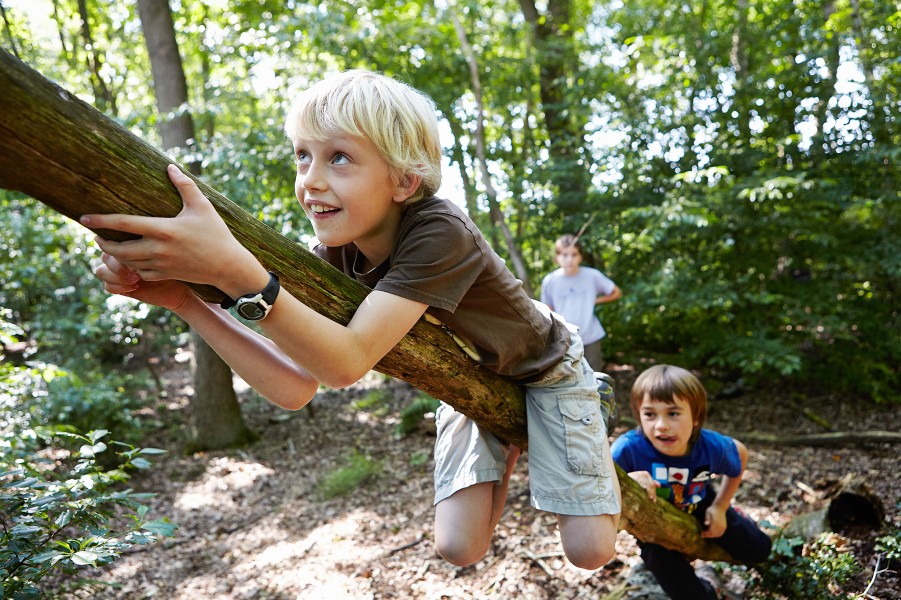 Tree climbing copy Jonathan Andrew