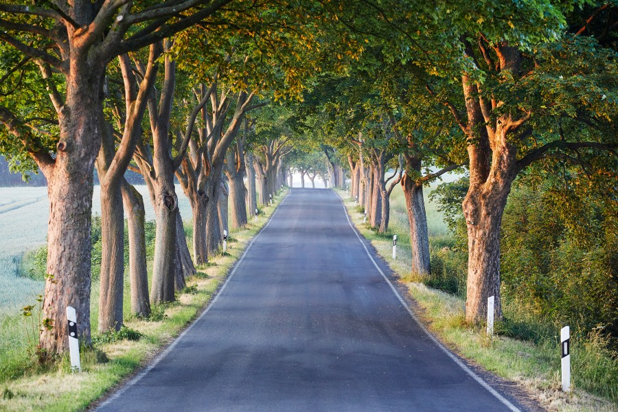 Weg, ruYgen  810a3381 Jonathan Andrew