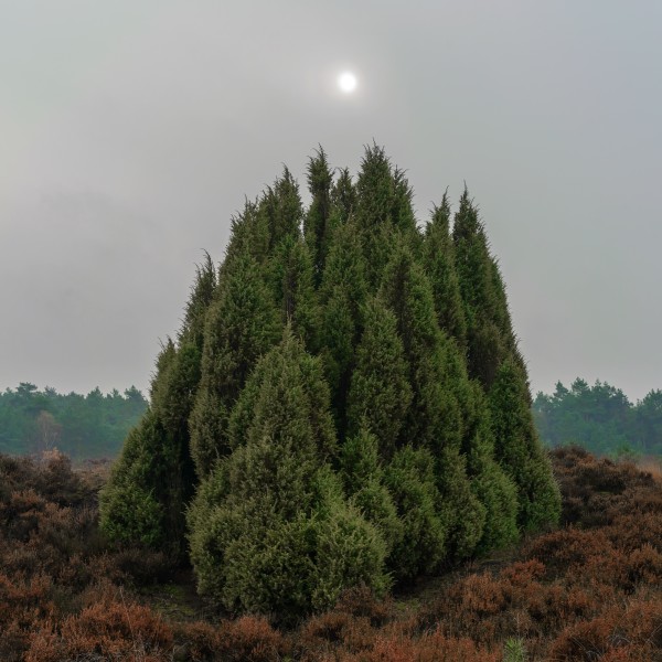 0003 20161114 kootwijk dsc2518 Matthijs Immink