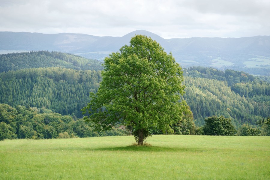 0021 20170911 mi mi 9677-3 Matthijs Immink