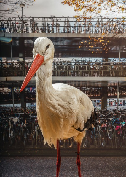 04 ooievaar overbevolking 0509 Matthijs Immink