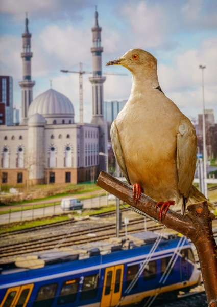 06 turkse tortel intergratie 0805 Matthijs Immink