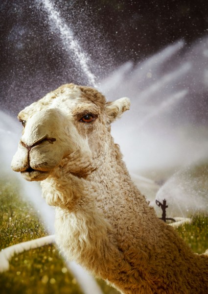 10 dromedaris schaarste 0662 Matthijs Immink