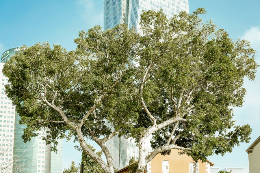 20180306 tel aviv mi 3607 Matthijs Immink