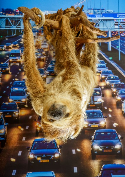 25 luiaard mindfull 0702 Matthijs Immink