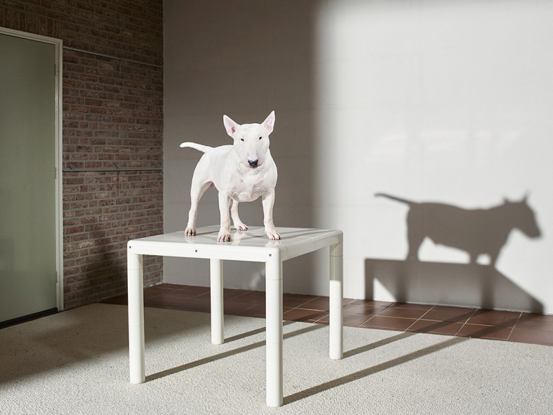 143 jouk-oosterhof bullterrierche 3 Jouk Oosterhof