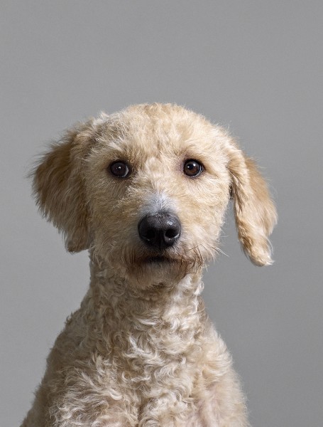 149 jouk-oosterhof.nl henryvanloon janniedeshowdog rgb staand Jouk Oosterhof