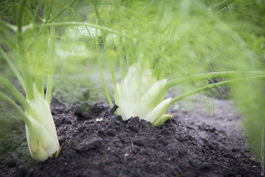 F roswitha - reportage - voervoorbeeld- groei bloei bijlmer 1108 Roswitha de Boer