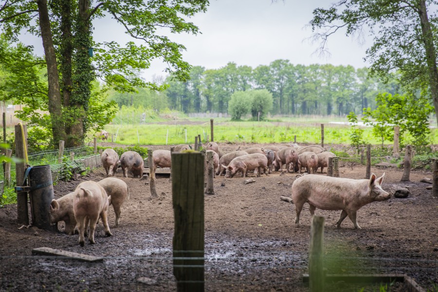 N roswitha - reportage - down to earth magazine - boer burger - jpg web img 1211-2 Roswitha de Boer