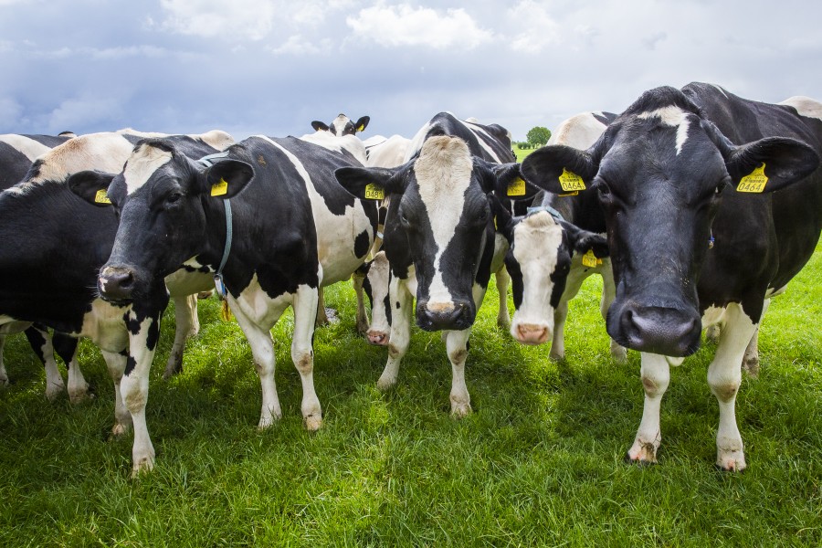 N roswitha - reportage - down to earth magazine - boer burger - jpg web img 9531-2 Roswitha de Boer