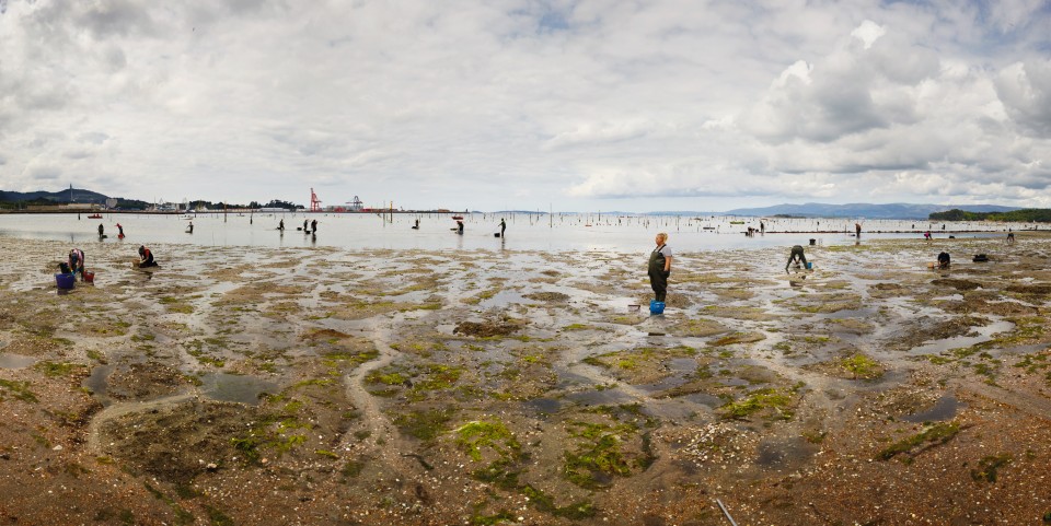 Ellenkooi carril-vissers srgb Ellen Kooi