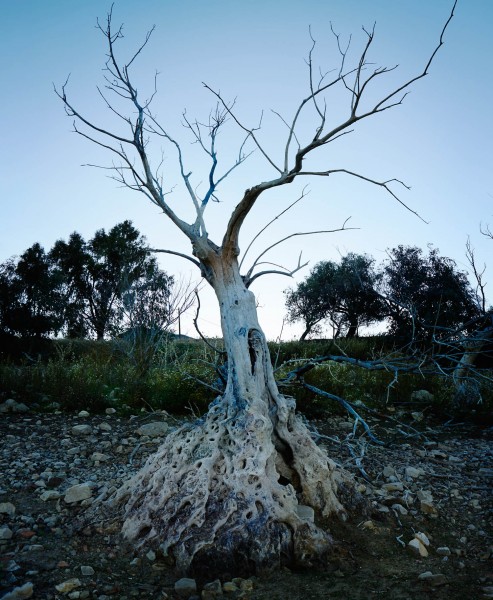 Ellenkooi gastor-dancingtree srgb Ellen Kooi