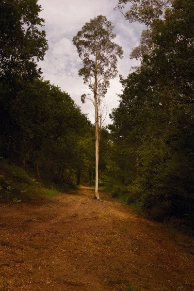 Ellenkooi singletree-eucalyptus srgb Ellen Kooi