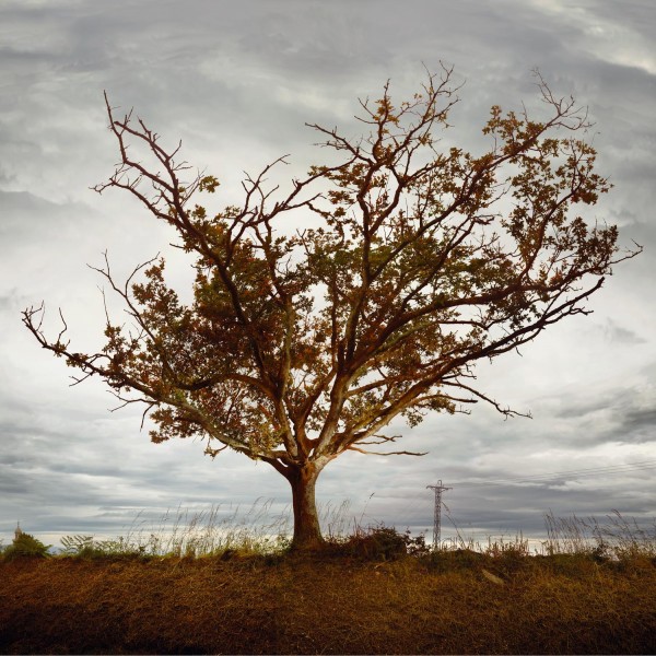 Ellenkooi singletreeeik srgb Ellen Kooi