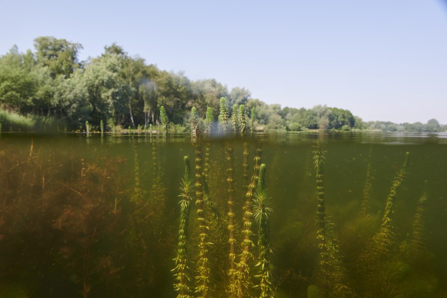 2022 nielsstomps confluens gaasperplas dsc7516 Niels Stomps