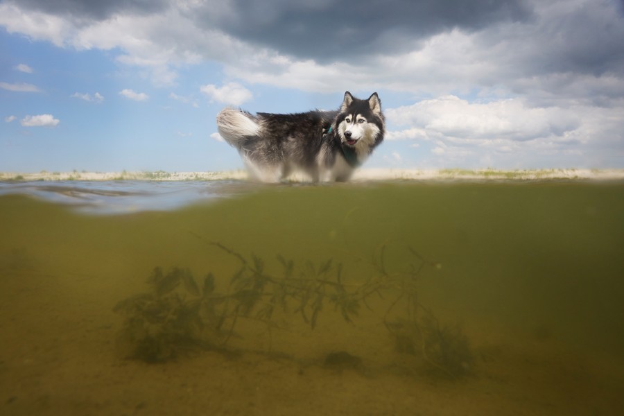2024 nielsstomps ijburg strandijland-small Niels Stomps