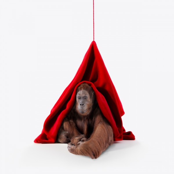 Orangoetan square2 small Niels Hoebers